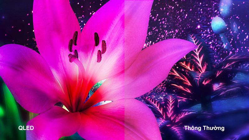 QLED Tivi 8K TCL 75X915 75 inch Smart Android TV