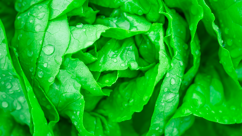 tasteseal_fresh-3 tasteseal fresh 3